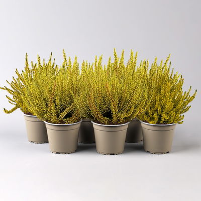 Knospenheide 'Picasso', gelb gefärbt, Topf-Ø 12 cm, 6 Pflanzen