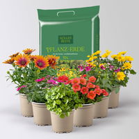 Pflanzenkreation 'Tequila Sunrise', 6 Pflanzen inkl. Erde