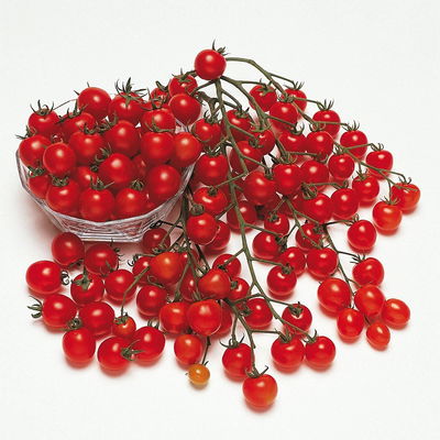 Blu Bio Cherrytomatenpflanze 'Pepe F1', Topf-Ø 12 cm, 3er-Set