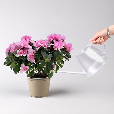 Azalee, Rosatöne, gefüllt, Topf-Ø 14 cm, 2 Stück Azalee, Rosatöne, gefüllt, Topf-Ø 14 cm, 2 Stück