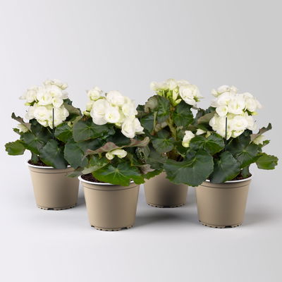 Elatior-Begonie, weiß, Topf-Ø 14 cm, Höhe ca. 20-27 cm, 4 Pflanzen Elatior-Begonie, weiß, Topf-Ø 14 cm, Höhe ca. 20-27 cm, 4 Pflanzen