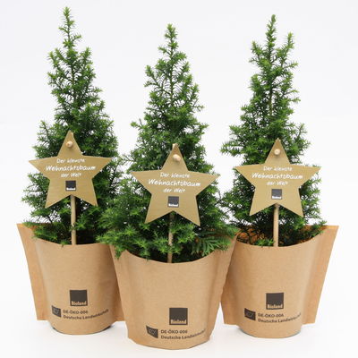 Blu Bio Weihnachtsbäumchen 'Top Point', Topf-Ø 10 cm, 3er Set Blu Bio Weihnachtsbäumchen 'Top Point', Topf-Ø 10 cm, 3er Set