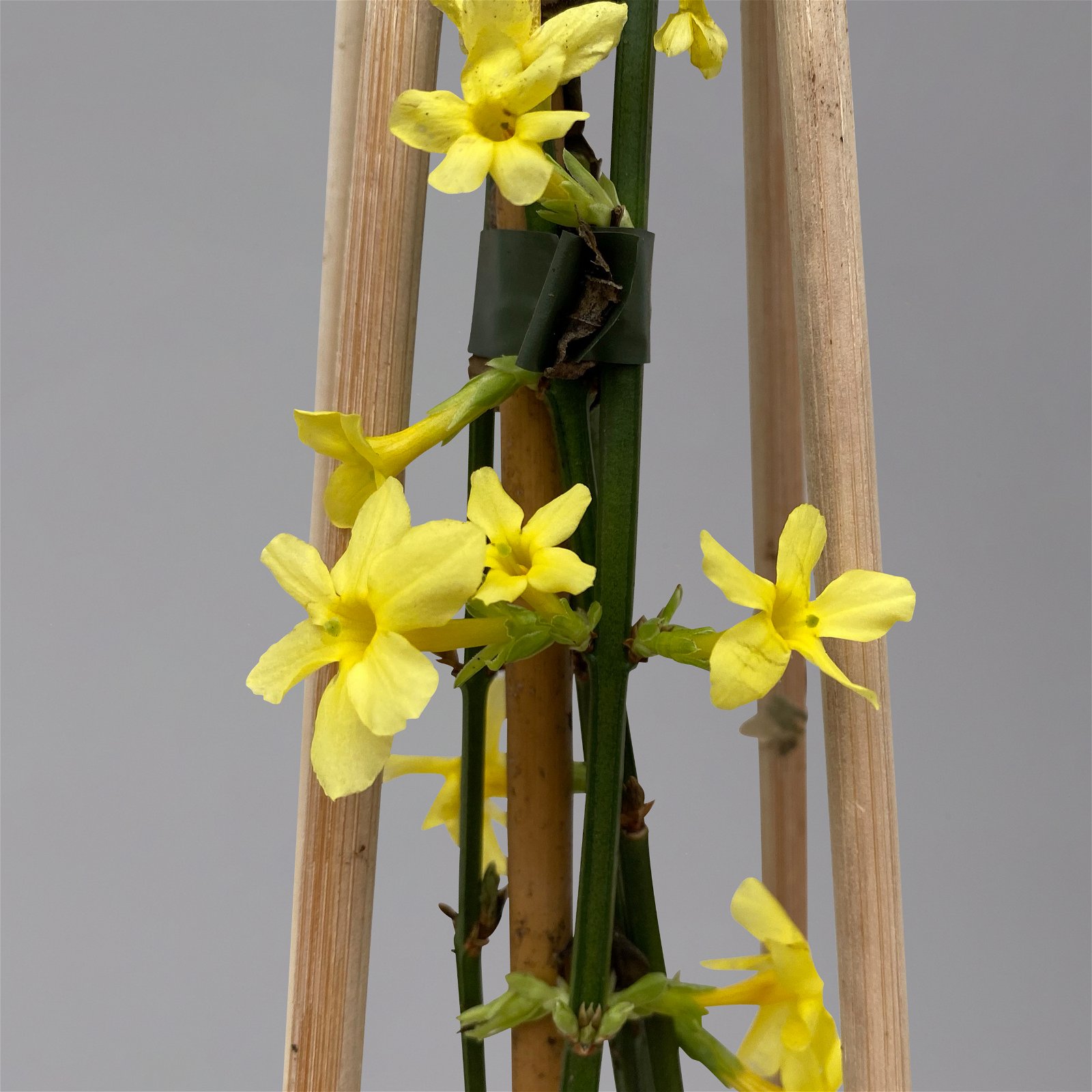 Echter Winterjasmin, 2er Set, Jasminum nudiflorum, gelb, im 15 cm Topf