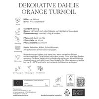 Kölles Beste Blumenknolle, Dekorative Dahlie 'Orange Turmoil'