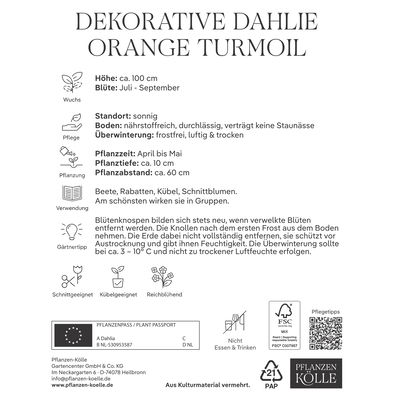 Kölles Beste Blumenknolle, Dekorative Dahlie 'Orange Turmoil'
