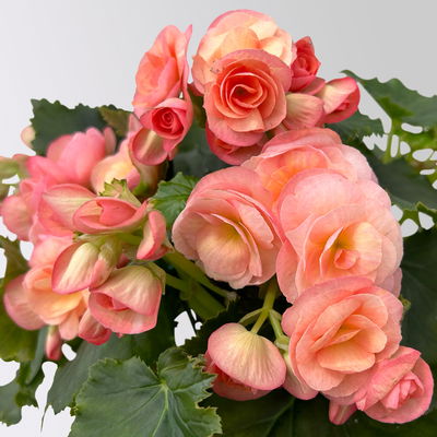 Begonie 'Hailey Sunset®', apricot, Topf-Ø 14 cm, 4 Pflanzen