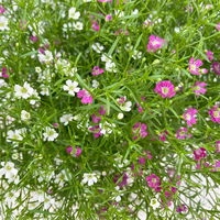 Schleierkraut 'Duo' rosa-weiß, Topf-Ø 12/13 cm
