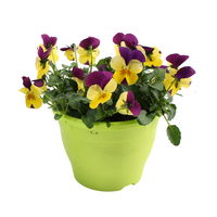 Hornveilchen 'Yellow and Purple'  gelb-lila, Topf-Ø 14 cm, 4er-Set