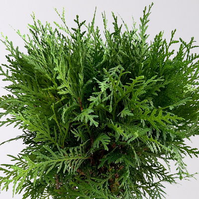 Kugel-Lebensbaum 'Danica', Topf-Ø 13 cm, 6 Pflanzen Kugel-Lebensbaum 'Danica', Topf-Ø 13 cm, 6 Pflanzen