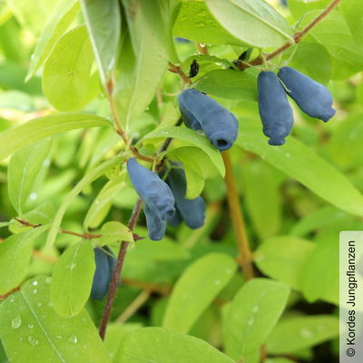 Sibirische Blaubeere, Lonicera kamtschatika 'Eisbär®', im Topf 5 Liter