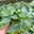 Rhaphidophora tetrasperma, Topf-Ø 12 cm, Höhe ca. 35 cm