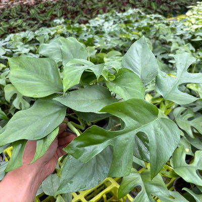 Rhaphidophora tetrasperma, Topf-Ø 12 cm, Höhe ca. 35 cm