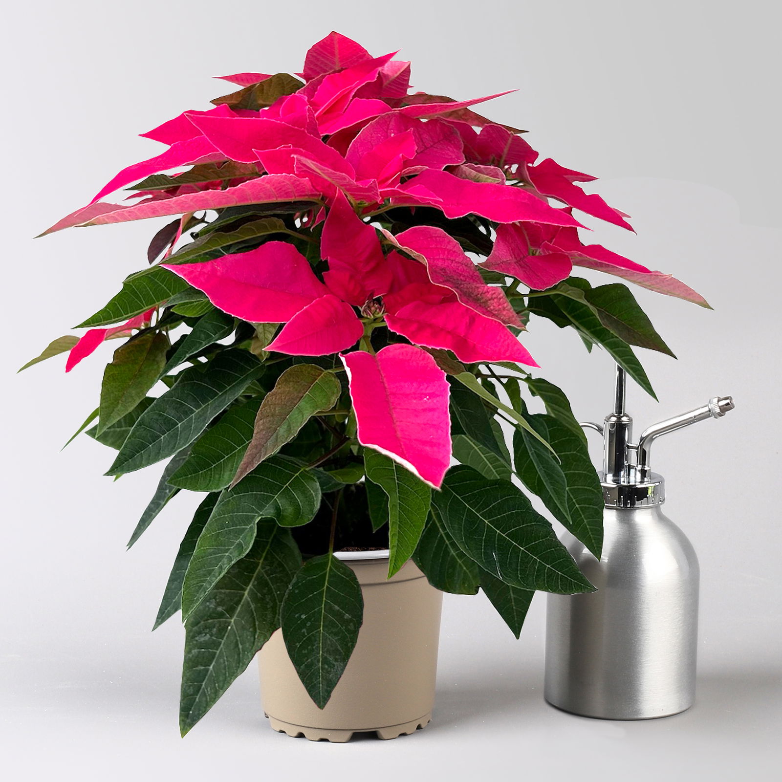 Bio Herbsttern, Euphorbia 'Princettia®', dunkelrosa, Topf-Ø 12 cm, 3er-Set