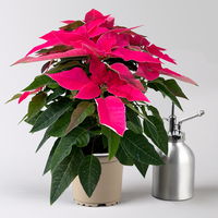 Bio Herbsttern, Euphorbia 'Princettia®', dunkelrosa, Topf-Ø 12 cm, 3er-Set