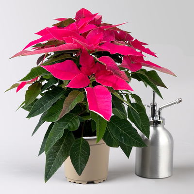 Bio Herbsttern, Euphorbia 'Princettia®', dunkelrosa, Topf-Ø 12 cm, 3 Pflanzen