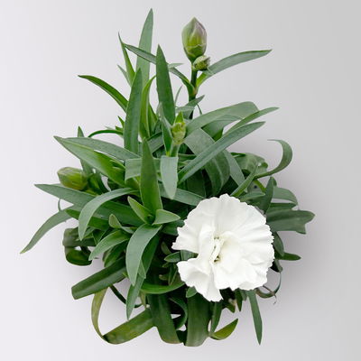 Dianthus 'Oscar' Mini, Farbmix, Topf-Ø 7 cm, 6 Pflanzen