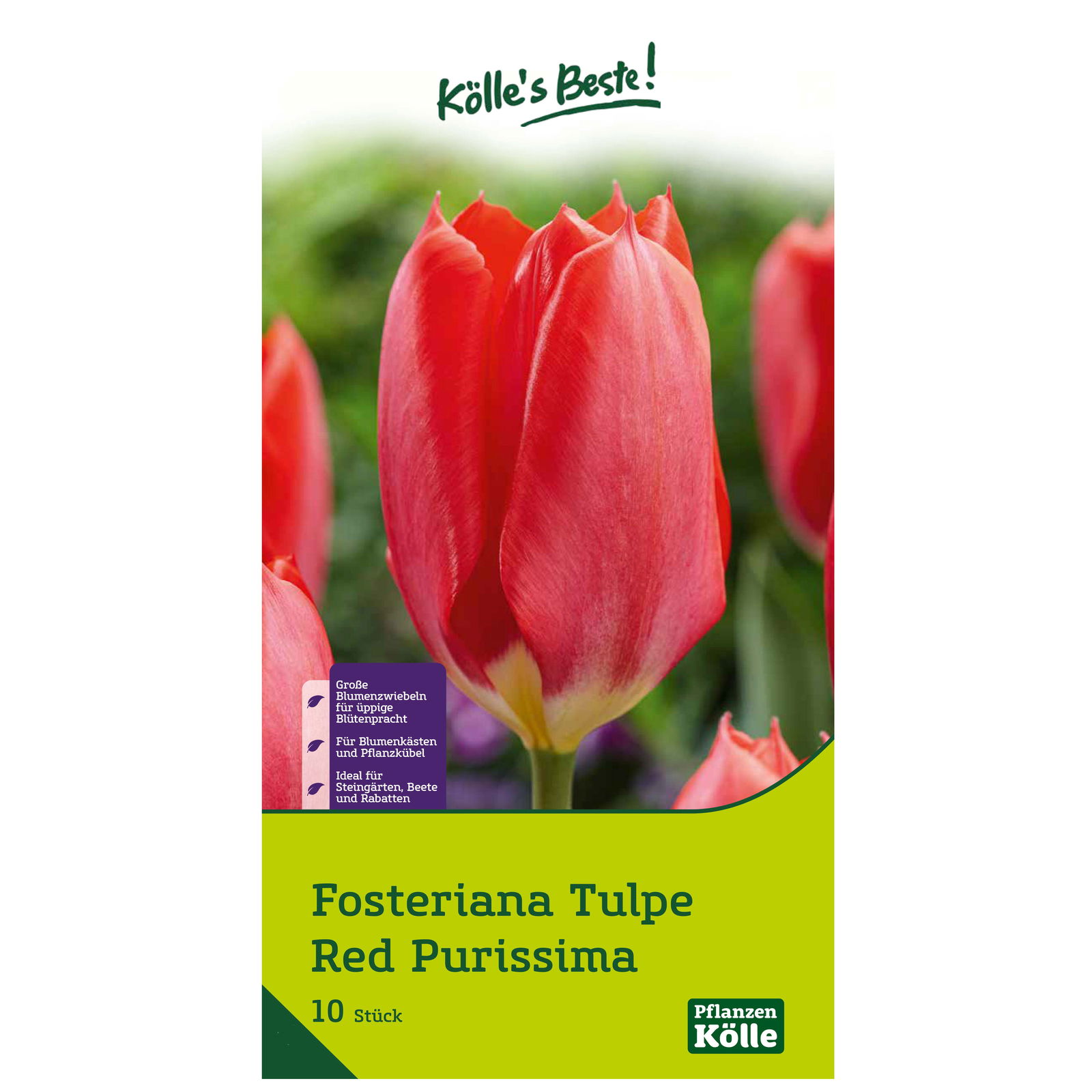 Kölle's Beste Tulpe 'Red Purissima®', rot