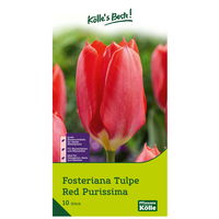 Kölle's Beste Tulpe 'Red Purissima®', rot