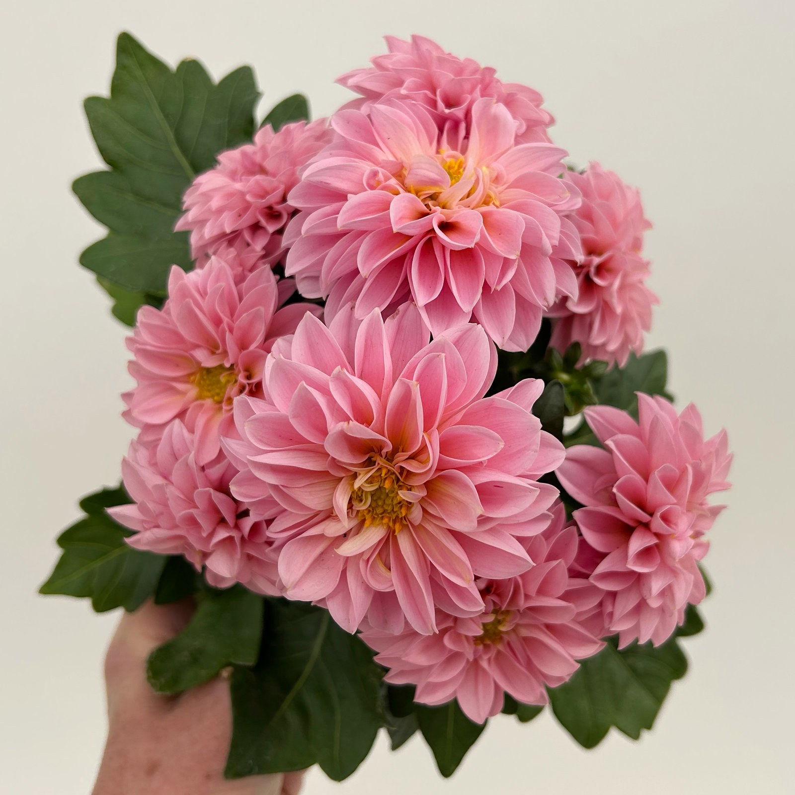 Dahlie, rosa, Topf-Ø 12 cm, 6 Pflanzen Dahlie, rosa, Topf-Ø 12 cm, 6 Pflanzen
