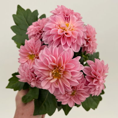 Dahlie, rosa, Topf-Ø 12 cm, 6 Pflanzen Dahlie, rosa, Topf-Ø 12 cm, 6 Pflanzen