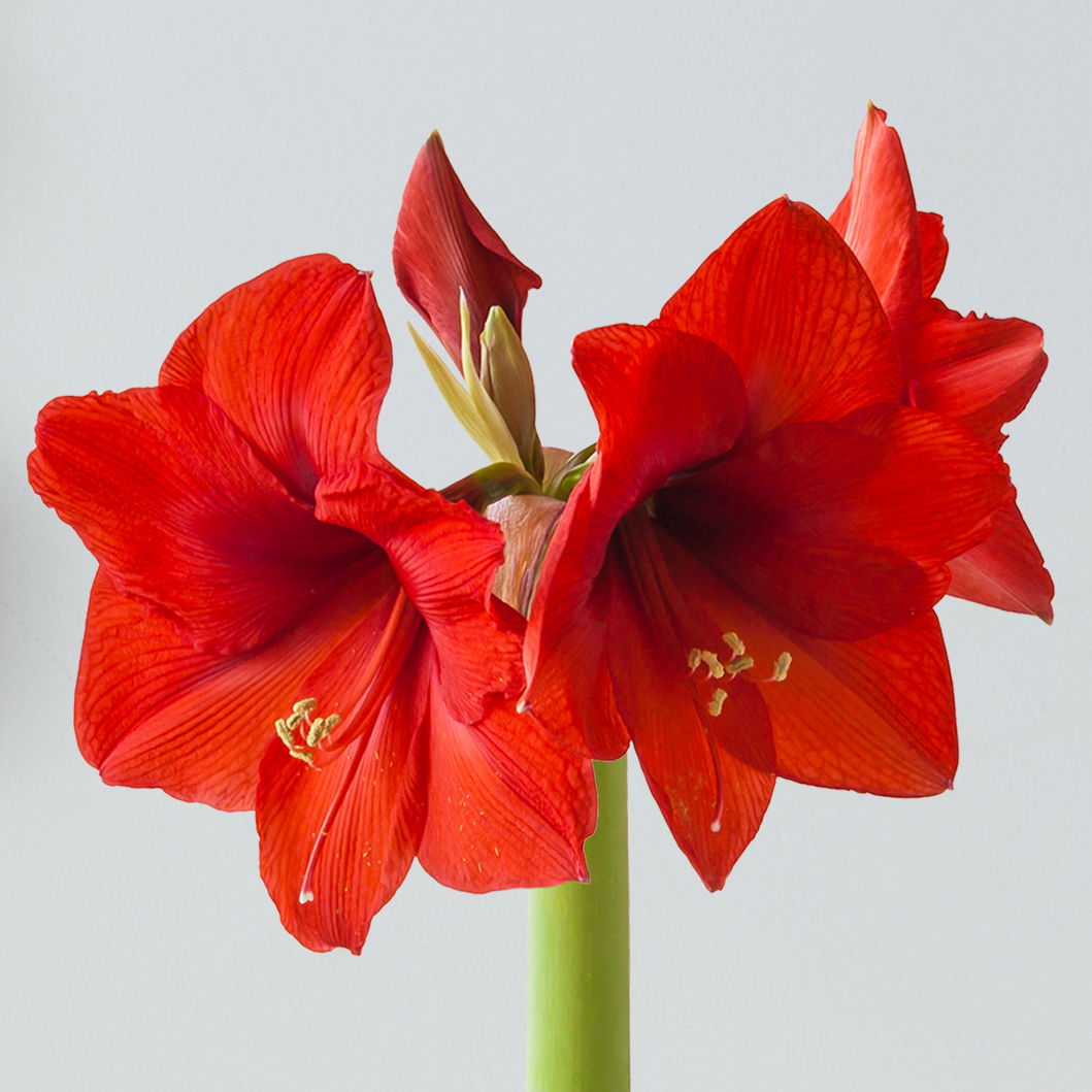 Gewachste XL-Amaryllis- Zwiebel 'Red Mix', rote Blüte