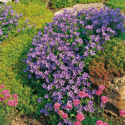 Bio Campanula portenschlagiana blau, Topf 11x11 cm, 3 Pflanzen Bio Campanula portenschlagiana blau, Topf 11x11 cm, 3 Pflanzen