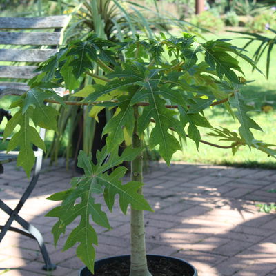 Blu Bio Papayapflanze, Topf-Ø 12 cm, 2er Set Blu Bio Papayapflanze, Topf-Ø 12 cm, 2er Set