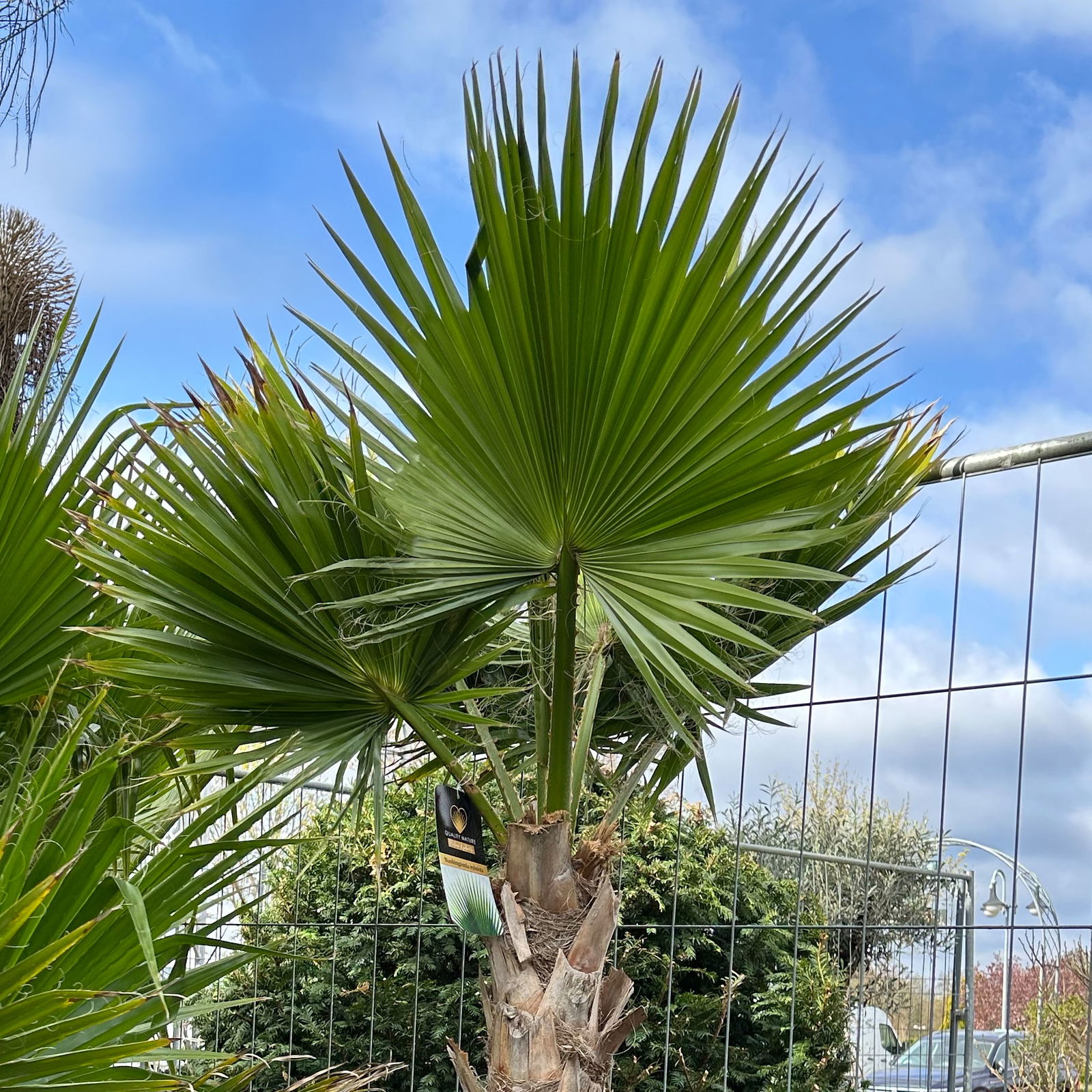 Washingtonia robusta, Stamm, Topf 65 Liter, Höhe ca. 180-200 cm