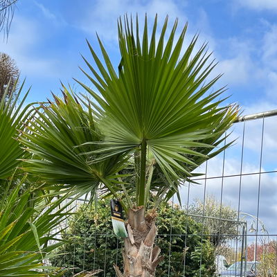 Washingtonia robusta, Stamm, Topf 65 Liter, Höhe ca. 180-200 cm