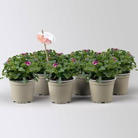 Duftgeranie 'Angel Aroma®Jet®', pink-bordeaux, Topf-Ø 12 cm, 6 Pflanzen