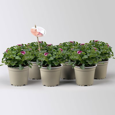 Duftgeranie 'Angel Aroma®Jet®', pink-bordeaux, Topf-Ø 12 cm, 6 Pflanzen