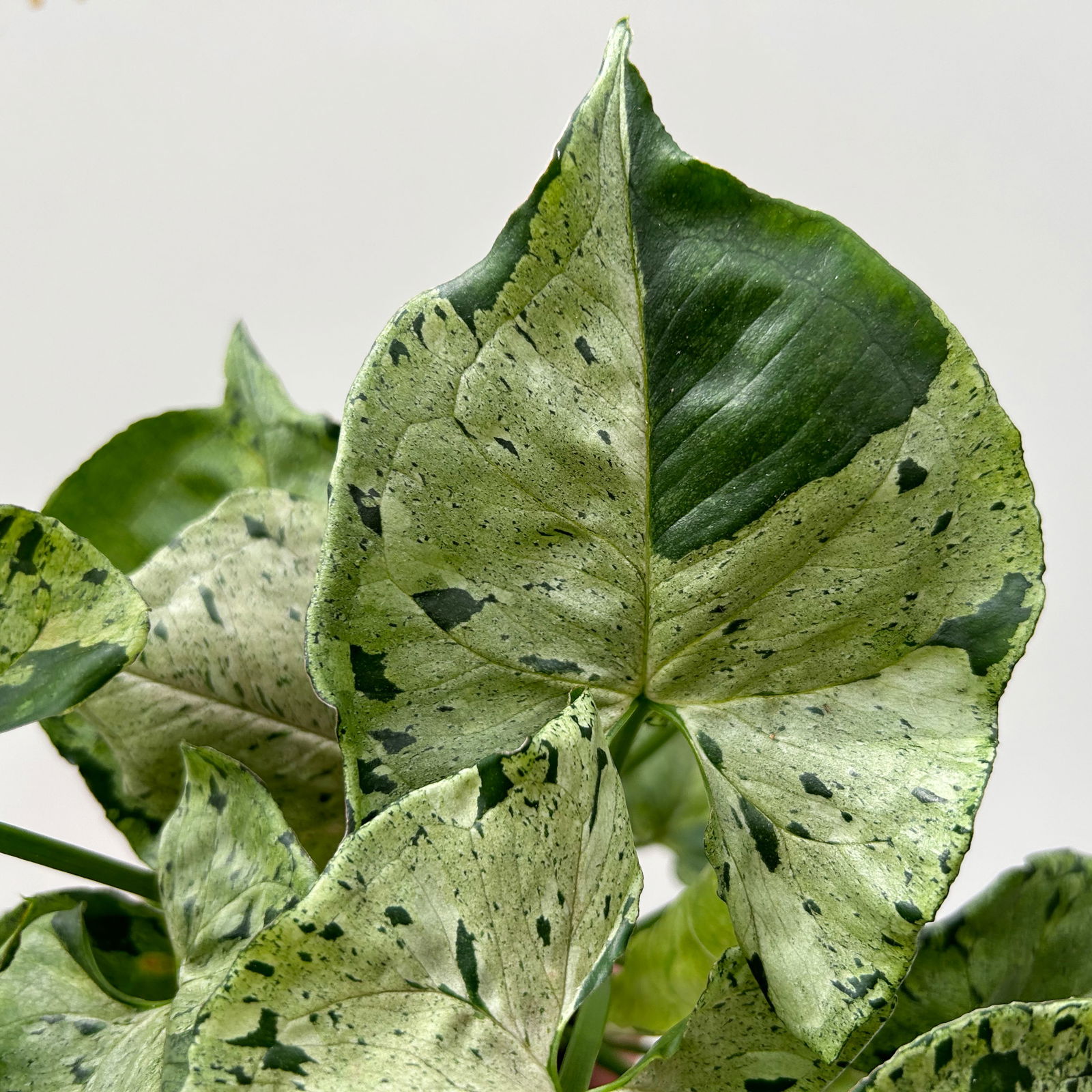 Syngonium 'Green Splash', Topf-Ø12cm, Höhe ca. 25 cm