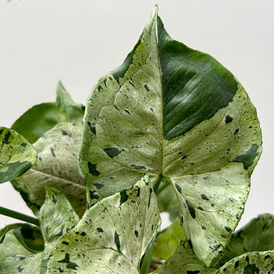 Syngonium 'Green Splash', Topf-Ø12cm, Höhe ca. 25 cm Syngonium 'Green Splash', Topf-Ø12cm, Höhe ca. 25 cm