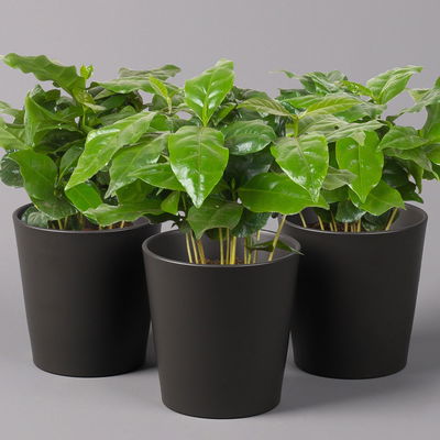 Kaffeestrauch mit Keramiktopf anthrazit, Topf-Ø 12cm, Höhe ca. 25 cm, 3er-Set Kaffeestrauch mit Keramiktopf anthrazit, Topf-Ø 12cm, Höhe ca. 25 cm, 3er-Set