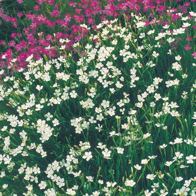 Bio Heidenelke 'Albus', weiß, Topf 11x11 cm, 3 Pflanzen Bio Heidenelke 'Albus', weiß, Topf 11x11 cm, 3 Pflanzen
