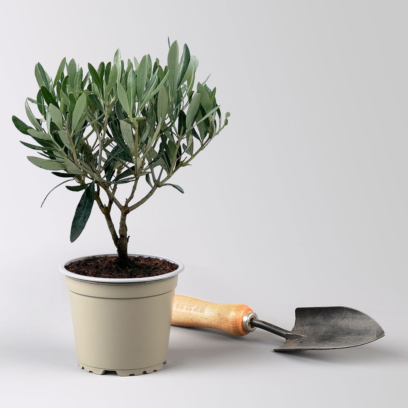 Olivenbaum, buschartig, Topf-Ø 12 cm, Höhe ca. 30 cm, 3 Pflanzen