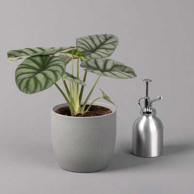 Alocasia baginda 'Silver Dragon', Topf-Ø 14 cm, Höhe ca. 35 cm