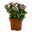 Chrysanthemen 'Splash Rocker' dunkelrot-weiß, Topf-Ø 12 cm, 6er-Set