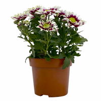 Chrysanthemen 'Splash Rocker' dunkelrot-weiß, Topf-Ø 12 cm, 6er-Set