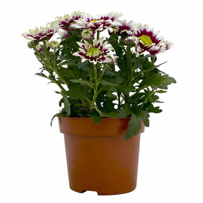 Chrysanthemen 'Splash Rocker' dunkelrot-weiß, Topf-Ø 12 cm, 6er-Set Chrysanthemen 'Splash Rocker' dunkelrot-weiß, Topf-Ø 12 cm, 6er-Set