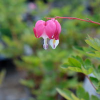 Bio Tränendes Herz rosa, Topf-Ø 11 cm, 3er-Set