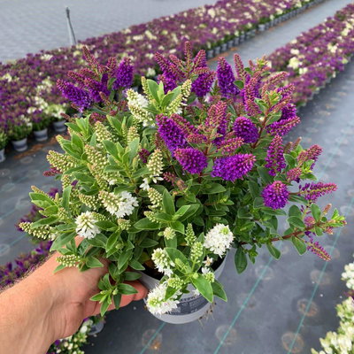 Hebe 'All Blooms® Twin', blau und weiß, Topf-Ø 12 cm, 3 Pflanzen