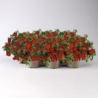 Zauberglöckchen 'Red Kiss' rot-gelb, Topf-Ø 13 cm, 6 Pflanzen