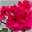 Geranie 'Temprano Marimba' pink, hängend,Topf-Ø 13 cm, 6er-Set