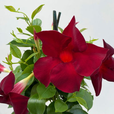 Dipladenie dunkelrot, Pyramide, Topf-Ø 14 cm, Höhe ca. 50 cm, 2 Pflanzen