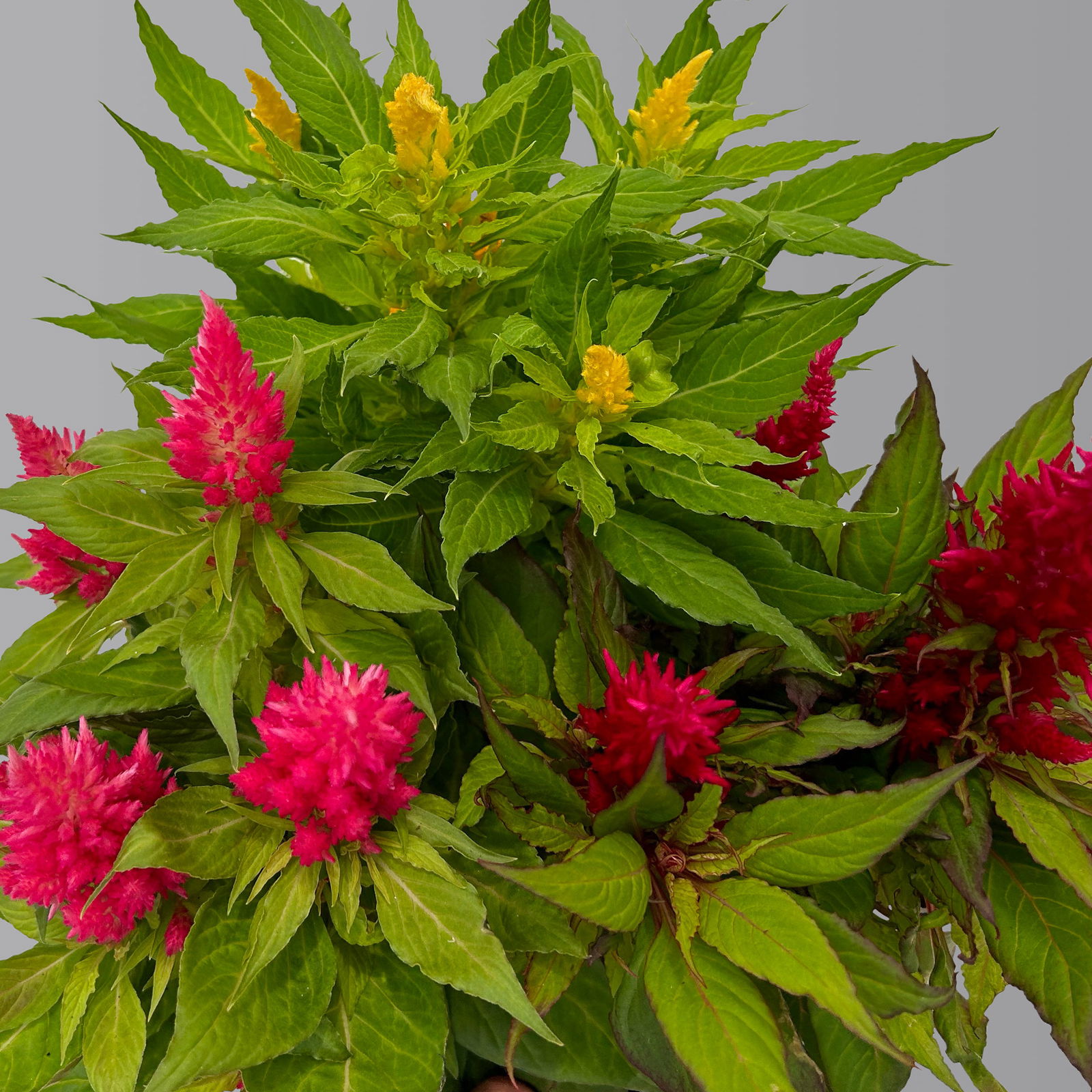 Celosia 'Kelos Fire Karneval' orange-gelb-rot, Topf-Ø 20 cm