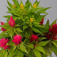 Celosia 'Kelos Fire Karneval' orange-gelb-rot, Topf-Ø 20 cm