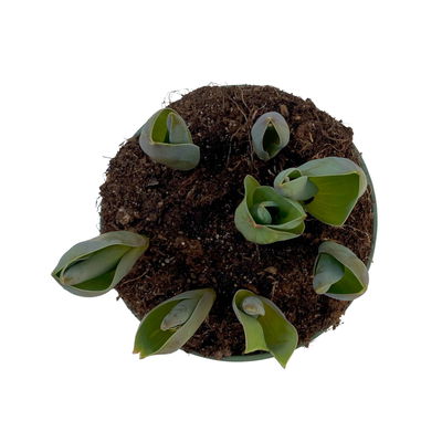 Tulpe, rot-gelb, vorgetrieben, Topf-Ø 15 cm, 3 Pflanzen