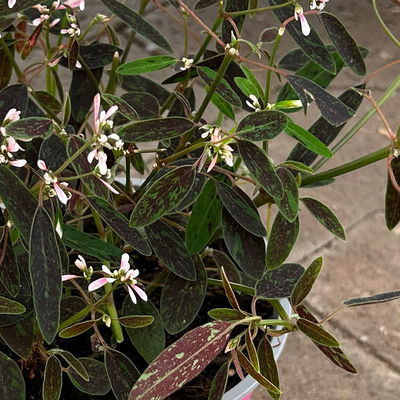 Euphorbia 'Rosa Flamingo®', zartrosa, Topf-Ø 12 cm, 6 Pflanzen