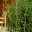 Mein Bambusgarten, 10er-Set, immergrün, Höhe ca. 80 cm, Topf 7,5/10 Liter